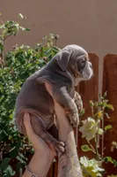 Graham Cracker, a female English Bulldog for sale in Lancaster, CA – 2 of 4