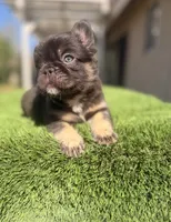 Clumsy, a male French Bulldog for sale in Lancaster, CA – 5 of 5