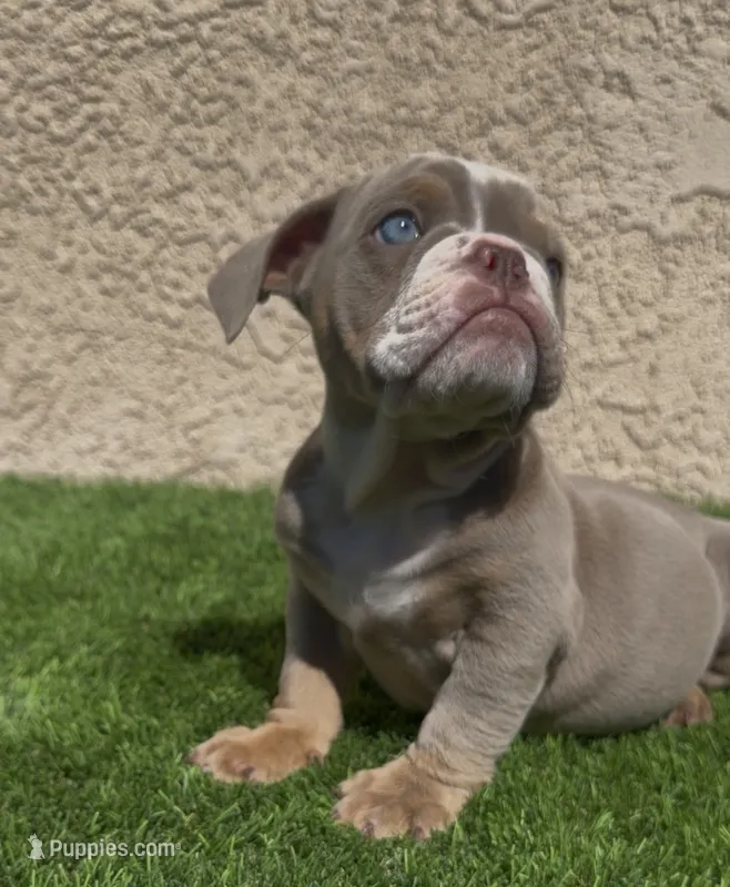 Graham Cracker – English Bulldog puppy for sale in Lancaster, CA