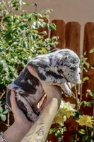 Chanel, a female English Bulldog for sale in Lancaster, CA – 2 of 2