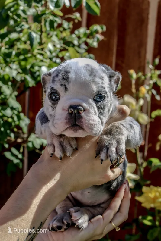 Chanel – English Bulldog puppy for sale in Lancaster, CA