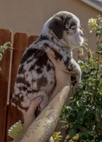 Hercules, a male English Bulldog for sale in Lancaster, CA – 3 of 5