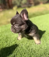Clumsy, a male French Bulldog for sale in Lancaster, CA – 4 of 5