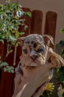 Sprinkles, a female English Bulldog for sale in Lancaster, CA – 2 of 2