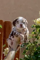 Hercules, a male English Bulldog for sale in Lancaster, CA – 1 of 5