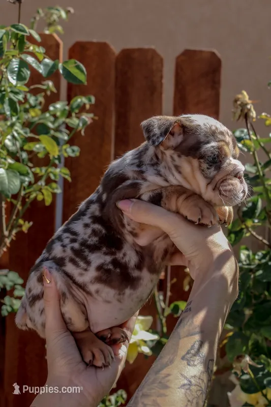 Sprinkles – English Bulldog puppy for sale in Lancaster, CA
