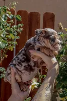 Sprinkles, a female English Bulldog for sale in Lancaster, CA – 1 of 2