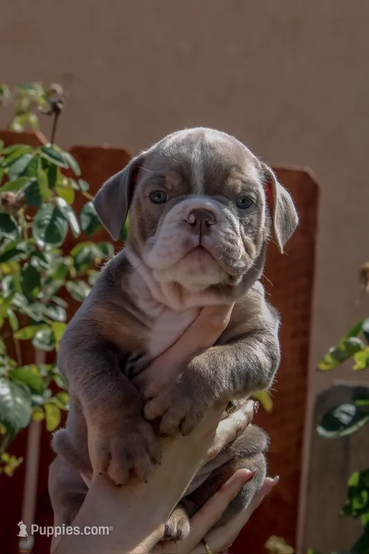 Graham Cracker – English Bulldog puppy for sale in Lancaster, CA