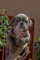 Graham Cracker, a female English Bulldog for sale in Lancaster, CA – 4 of 4
