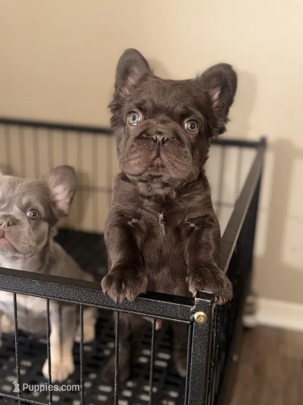 Diablo – French Bulldog puppy for sale in Lancaster, CA