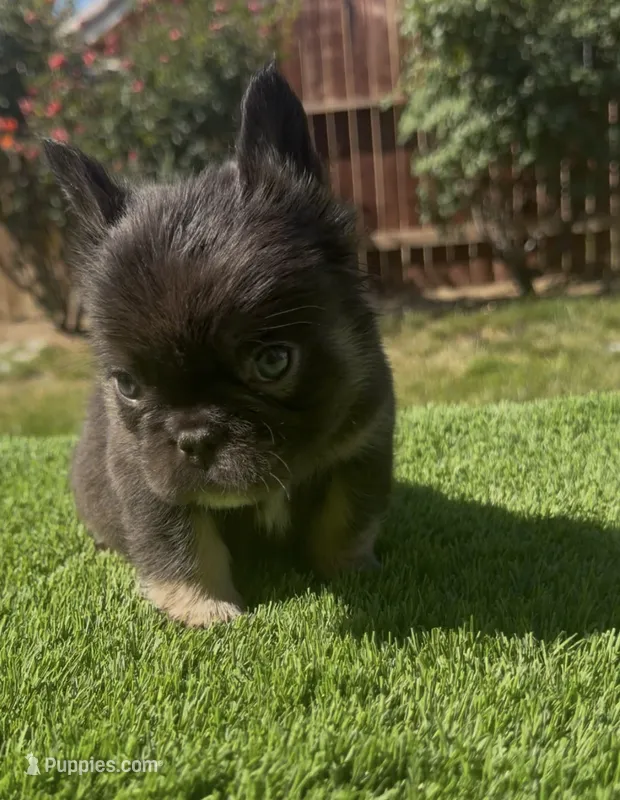Gus-Gus  – French Bulldog puppy for sale in Lancaster, CA