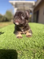 Clumsy, a male French Bulldog for sale in Lancaster, CA – 2 of 5