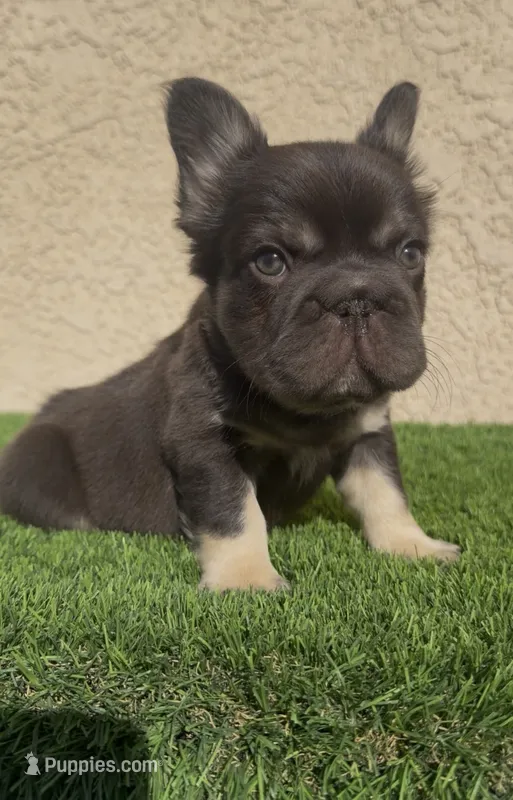 Clumsy  – French Bulldog puppy for sale in Lancaster, CA