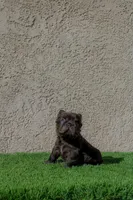 Diablo, a male French Bulldog for sale in Lancaster, CA – 2 of 6
