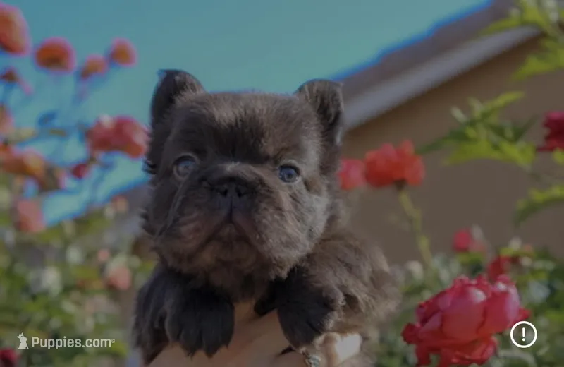 Diablo – French Bulldog puppy for sale in Lancaster, CA