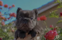 Diablo, a male French Bulldog for sale in Lancaster, CA – 1 of 6