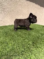 Diablo, a male French Bulldog for sale in Lancaster, CA – 4 of 6