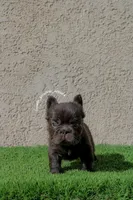 Diablo, a male French Bulldog for sale in Lancaster, CA – 3 of 6