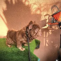 Diablo, a male French Bulldog for sale in Lancaster, CA – 6 of 6