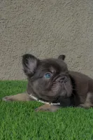Gus-Gus , a male French Bulldog for sale in Lancaster, CA – 3 of 5