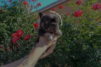 Gus-Gus , a male French Bulldog for sale in Lancaster, CA – 2 of 5