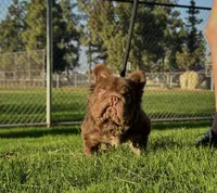 Gus-Gus , a male French Bulldog for sale in Lancaster, CA – 5 of 5