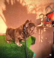 Gus-Gus , a male French Bulldog for sale in Lancaster, CA – 4 of 5