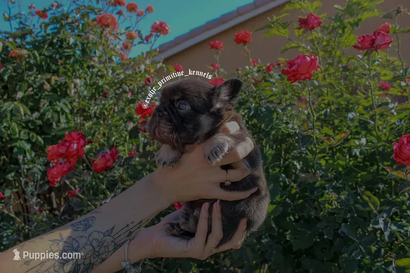 Gus-Gus  – French Bulldog puppy for sale in Lancaster, CA