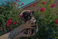 Gus-Gus , a male French Bulldog for sale in Lancaster, CA – 1 of 5