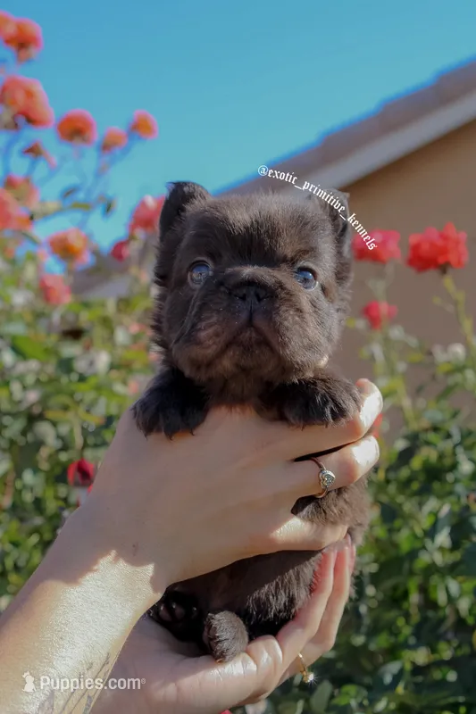 Diablo – French Bulldog puppy for sale in Lancaster, CA