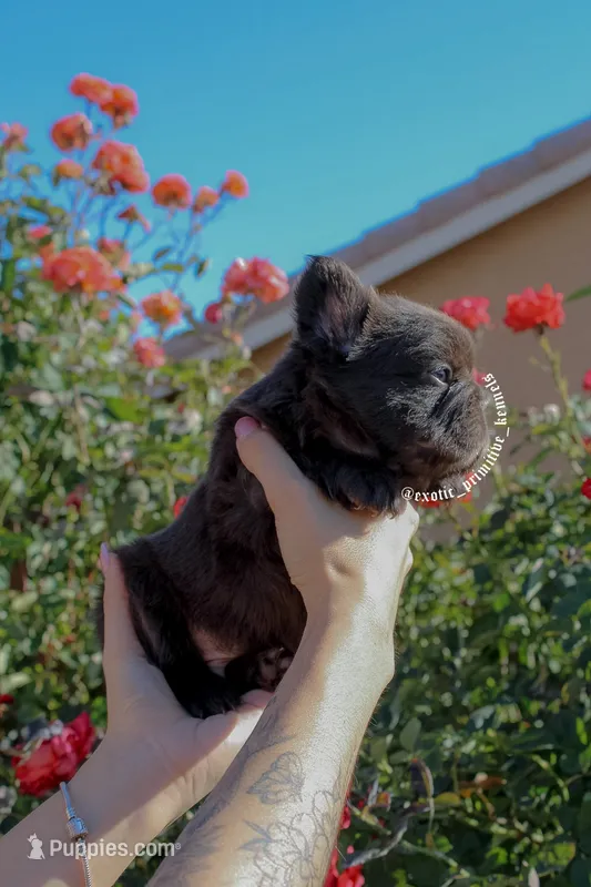 Diablo – French Bulldog puppy for sale in Lancaster, CA