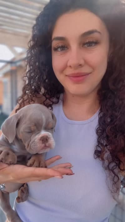 Graham Cracker, a female English Bulldog for sale in Lancaster, CA – 3 of 4