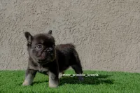 Little bear , a male French Bulldog for sale in Lancaster, CA – Photo 2 of 2