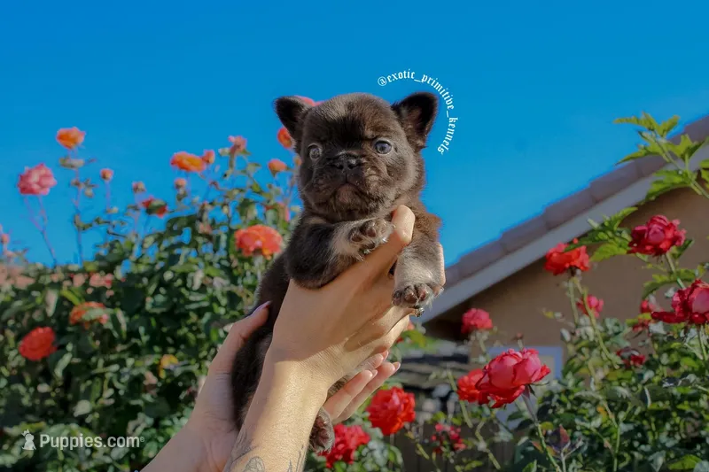 Little bear  – French Bulldog puppy for sale in Lancaster, CA