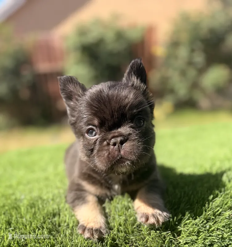 Clumsy – French Bulldog puppy for sale in Lancaster, CA