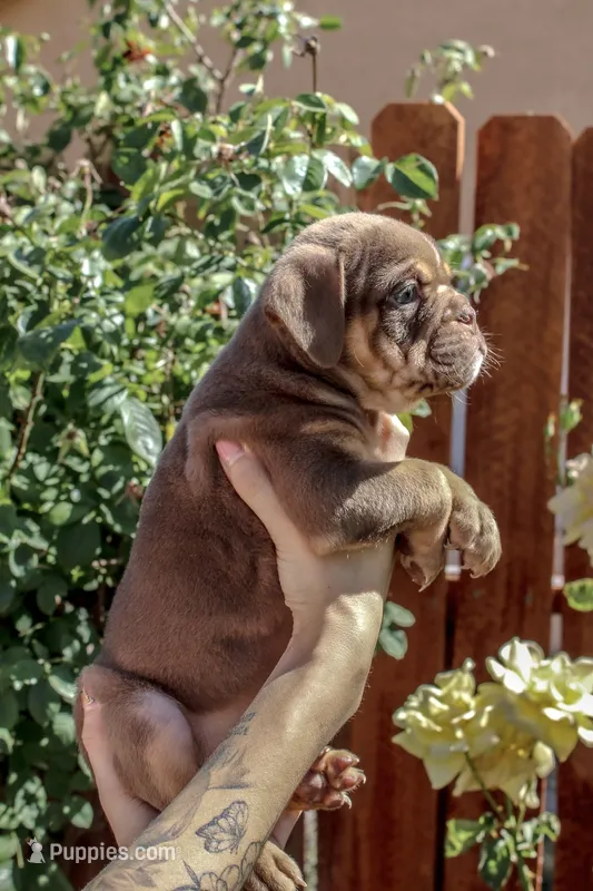 Maverick – English Bulldog puppy for sale in Lancaster, CA