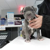 XL-MALE 4 "THE HULK", a male American Bully for sale in Holland, MI – Photo 2 of 10