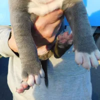 XL-MALE 4 "THE HULK", a male American Bully for sale in Holland, MI – Photo 5 of 10