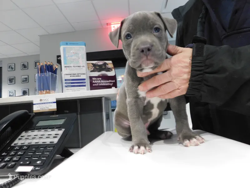 XL-MALE 4 "THE HULK"