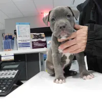XL-MALE 4 "THE HULK", a male American Bully for sale in Holland, MI – Photo 1 of 10