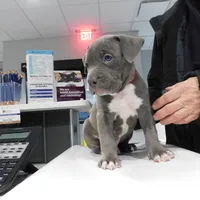 XL-MALE 4 "THE HULK", a male American Bully for sale in Holland, MI – Photo 3 of 10