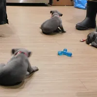 XL-MALE 4 "THE HULK", a male American Bully for sale in Holland, MI – Photo 4 of 10