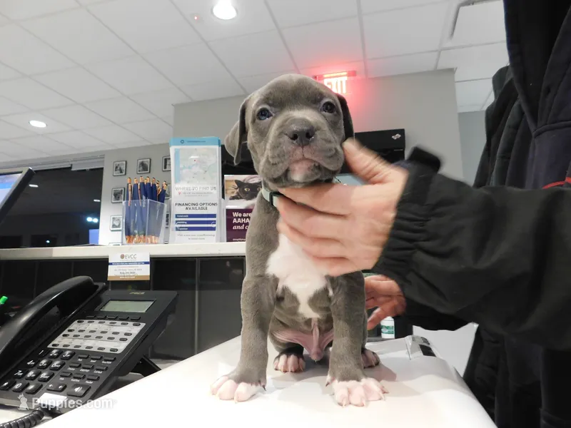 XL-MALE 3 "THE HULK"