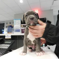 XL-MALE 3 "THE HULK", a male American Bully for sale in Holland, MI – Photo 1 of 10
