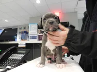 XL-MALE 3 "THE HULK", a male American Bully for sale in Holland, MI – Photo 1 of 10