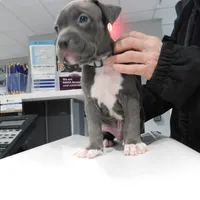 XL-MALE 3 "THE HULK", a male American Bully for sale in Holland, MI – Photo 3 of 10