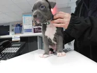 XL-MALE 3 "THE HULK", a male American Bully for sale in Holland, MI – Photo 3 of 10