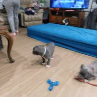 XL-MALE 3 "THE HULK", a male American Bully for sale in Holland, MI – Photo 4 of 10