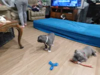 XL-MALE 3 "THE HULK", a male American Bully for sale in Holland, MI – Photo 4 of 10