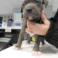 XL-MALE 3 "THE HULK", a male American Bully for sale in Holland, MI – Photo 2 of 10